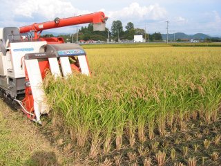 2021年産低農薬栽培つや姫・玄米３０ｋｇ