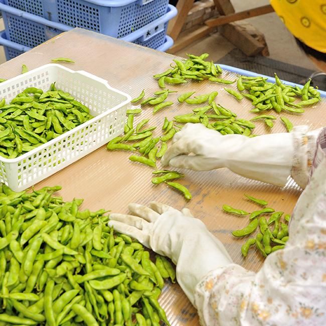 【yumi ままさん専用】新潟黒埼産枝豆 ぴかり茶豆A品5キロ yumi ままさん専用】新潟黒埼産枝豆 ぴかり茶豆A品5キロ 黒埼