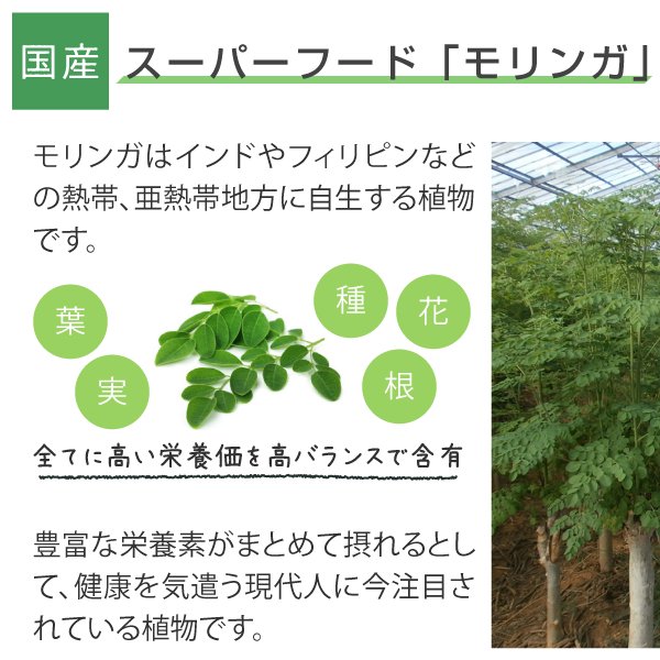 モリンガ茶 焙煎 沖縄県産 ティーバッグ 2g×30個 送料無料 ニチエー