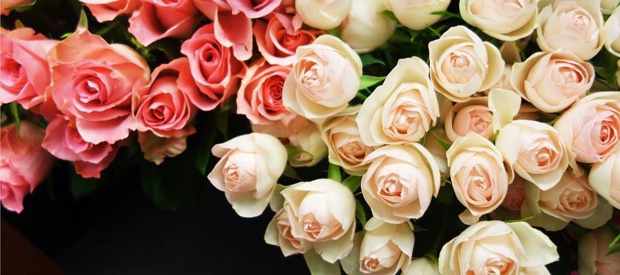 バラ12本の花束