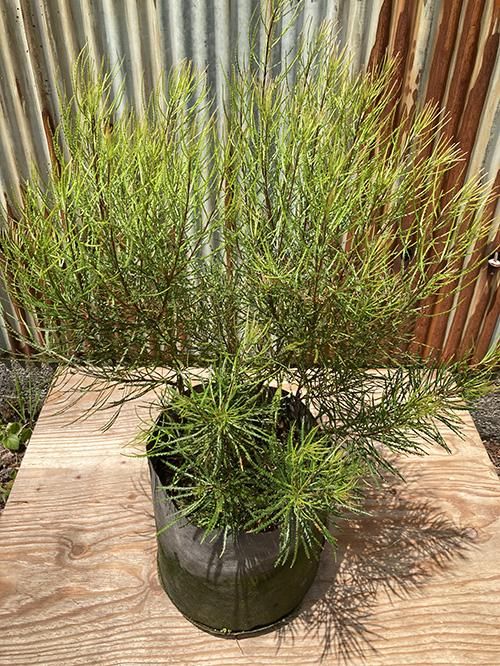 ヘアピンバンクシア バンクシアスピヌロサ 植物 花の販売 通販 Green People グリーン ピープル ヘアピンバンクシア バンクシアスピヌロサ 植物 花の販売 通販 Green People グリーン ピープル