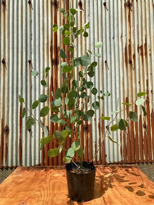 高木 植物 花の通販サイト Green People グリーンピープル 高木 植物 花の通販サイト Green People グリーンピープル