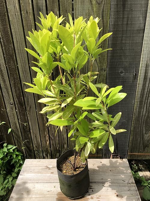 イリシウム サンシャイン 植物 花の通販サイト Green People グリーン ピープル