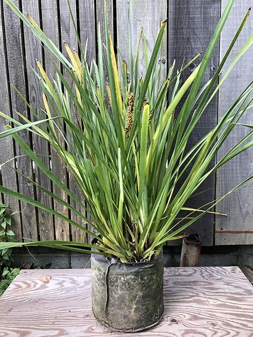 バンクシア バースデーキャンドル 植物 花の販売 通販 Green People グリーン ピープル バンクシア バースデーキャンドル 植物 花の販売 通販 Green People グリーン ピープル