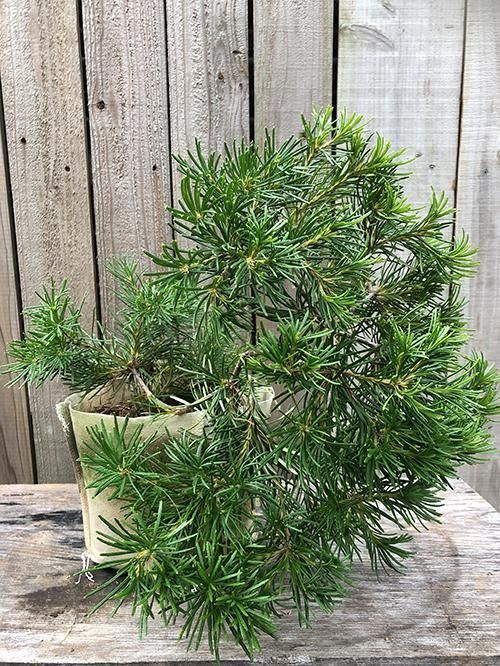 バンクシア バースデーキャンドル 植物 花の販売 通販 Green People グリーン ピープル バンクシア バースデーキャンドル 植物 花の販売 通販 Green People グリーン ピープル