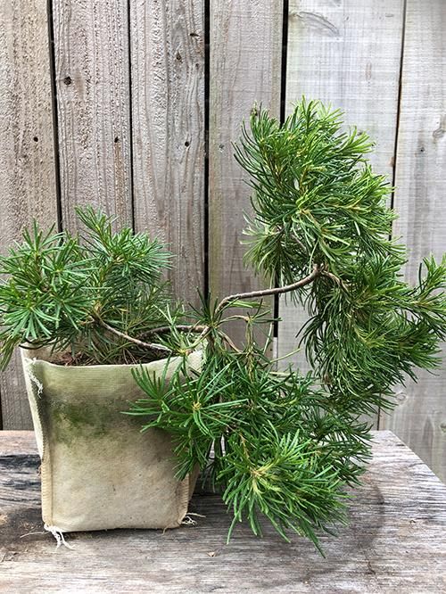 バンクシア バースデーキャンドル 植物 花の販売 通販 Green People グリーン ピープル