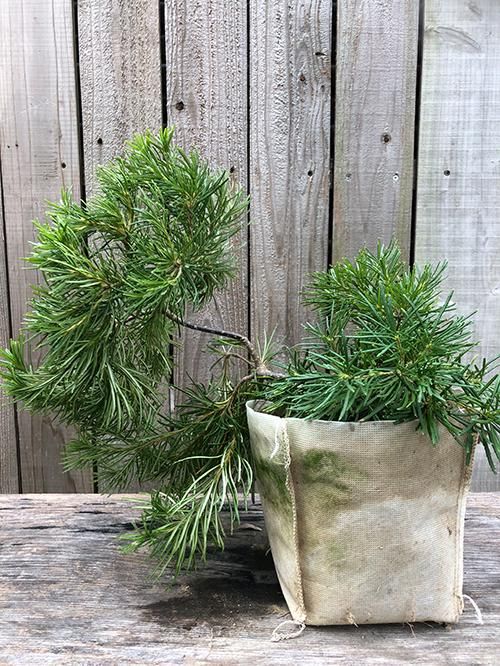 バンクシア バースデーキャンドル 植物 花の販売 通販 Green People グリーン ピープル