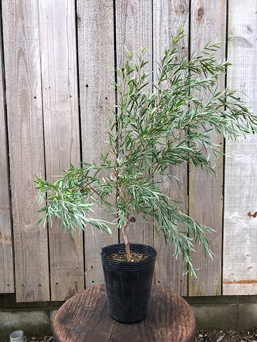 ティーツリー ドラムシルバー 植物 庭木の販売 通販 Green People グリーン ピープル