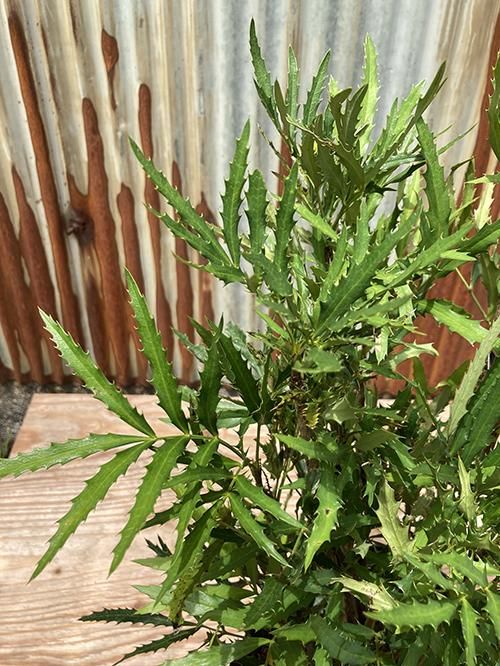 マホニア バワ 矮性マホニア ヒイラギナンテン 植物 花の販売 通販 Green People グリーン ピープル マホニア バワ 矮性マホニア ヒイラギナンテン 植物 花の販売 通販 Green People グリーン ピープル