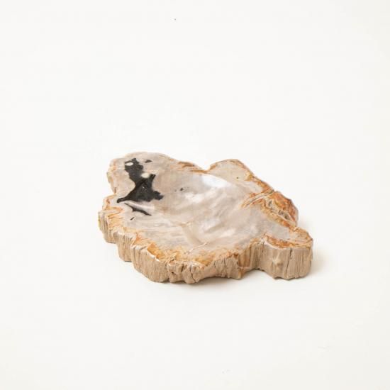 OAK Petrified Wood 【珪化木 Accessory Tray 「WS001」】 ー