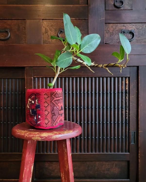 【希少】Umbrella Tree Pot 鉢2個セット 希少】Umbrella Tree Pot 鉢2個セット