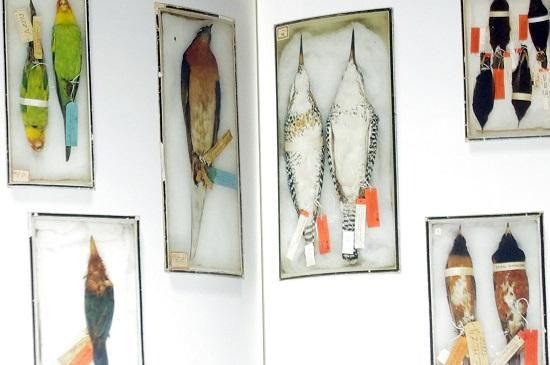 鳥学大全 東京大学創立百三十周年記念特別展示 鳥のビオソフィア