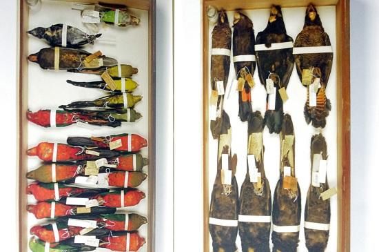 鳥学大全―東京大学創立百三十周年記念特別展示「鳥の