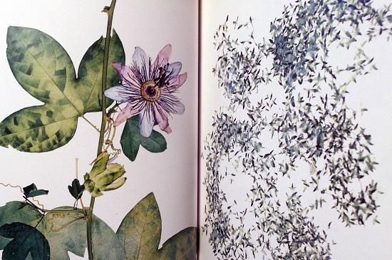 Amazon.com: Flora: 9780810929883: Nick Knight: Books