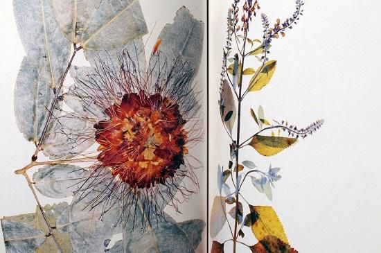 Flora Nick Knight ニック・ナイト - 古書古本買取販売 書肆