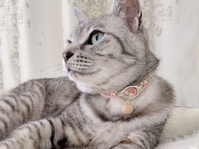 おしゃれで人気の猫首輪 | ハンドメイドの猫首輪の専門店【umuumu】