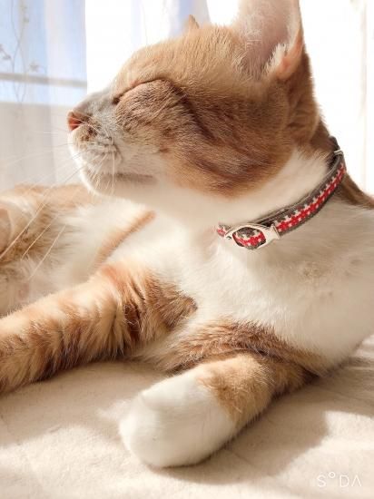 おしゃれでかわいい猫の首輪の通販専門店