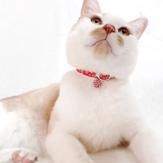 aya＊ 様 猫の首輪 楽天市場】【送料無料】猫 首輪【首輪 ネックレスタイプ