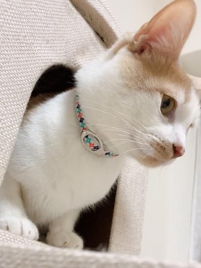 ビッグ割引 猫の首輪専門店【umuumu】-かわいい首輪デザイン専門店。 首輪・ハーネス・迷子札
