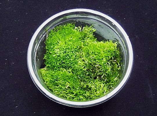 リシア １カップ 気泡が幻想的 元気なビーシュリンプ市場