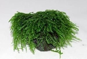 ウィーピングモスの植栽1ヵ月の様子 - ヤマトヌマエビ繁殖のあれこれ
