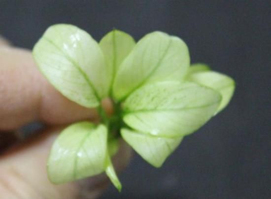 アヌビアス ナナ “ミルキー”（1株） ◇小さくて白く 可愛らしい。丈夫