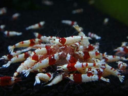 レッドビーシュリンプ SSハイグレード10匹セット 元気な