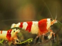 送料無料 レッドビーシュリンプ バンドASグレード10匹セット