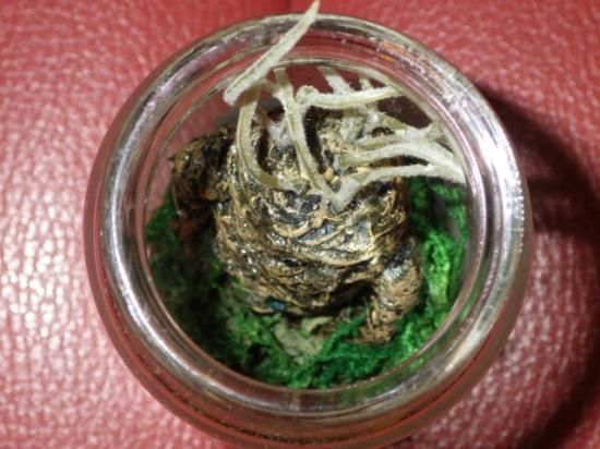 海賊倉庫,ビンテージ,瓶詰め,標本,マンドレイク,マンドラゴラ