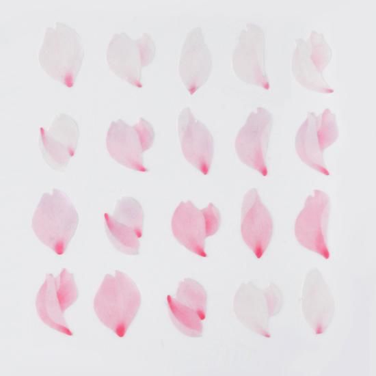桜の花びら 舞 - bande