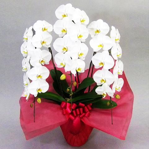 専用 3本立ち 大輪胡蝶蘭 クレイフラワー 専用 3本立ち 大輪胡蝶蘭 クレイフラワー