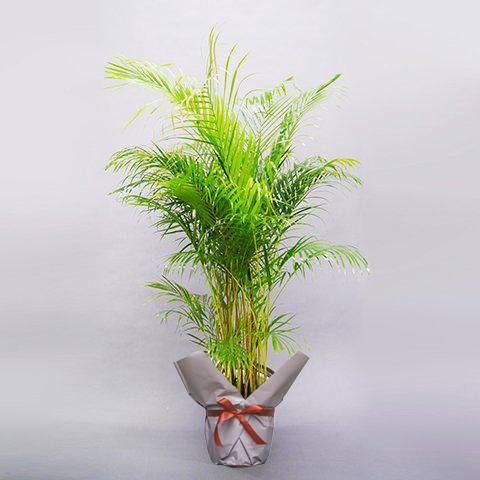 ［現品］ボリューム満点！　35番　アレカヤシ　10号　観葉植物　大型　室内 観葉植物 アレカヤシ 10号 - 花・花束・胡蝶蘭｜ローランズ フラワー