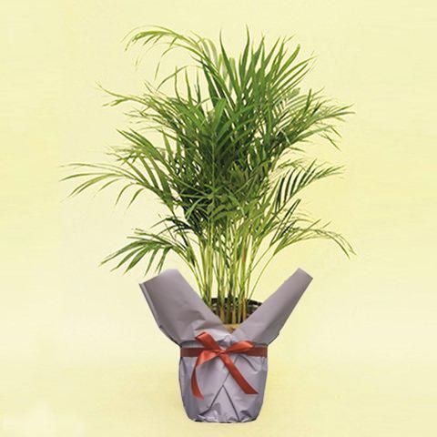 観葉植物 アレカヤシ 8号 - 花・花束・胡蝶蘭|ローランズ 観葉植物 アレカヤシ 8号 - 花・花束・胡蝶蘭|ローランズ