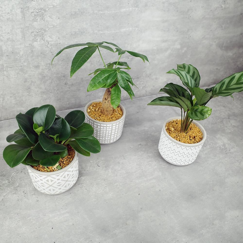 バイヤーお任せ観葉植物(陶器花器) - 花・花束・胡蝶蘭 バイヤーお任せ観葉植物(陶器花器) - 花・花束・胡蝶蘭