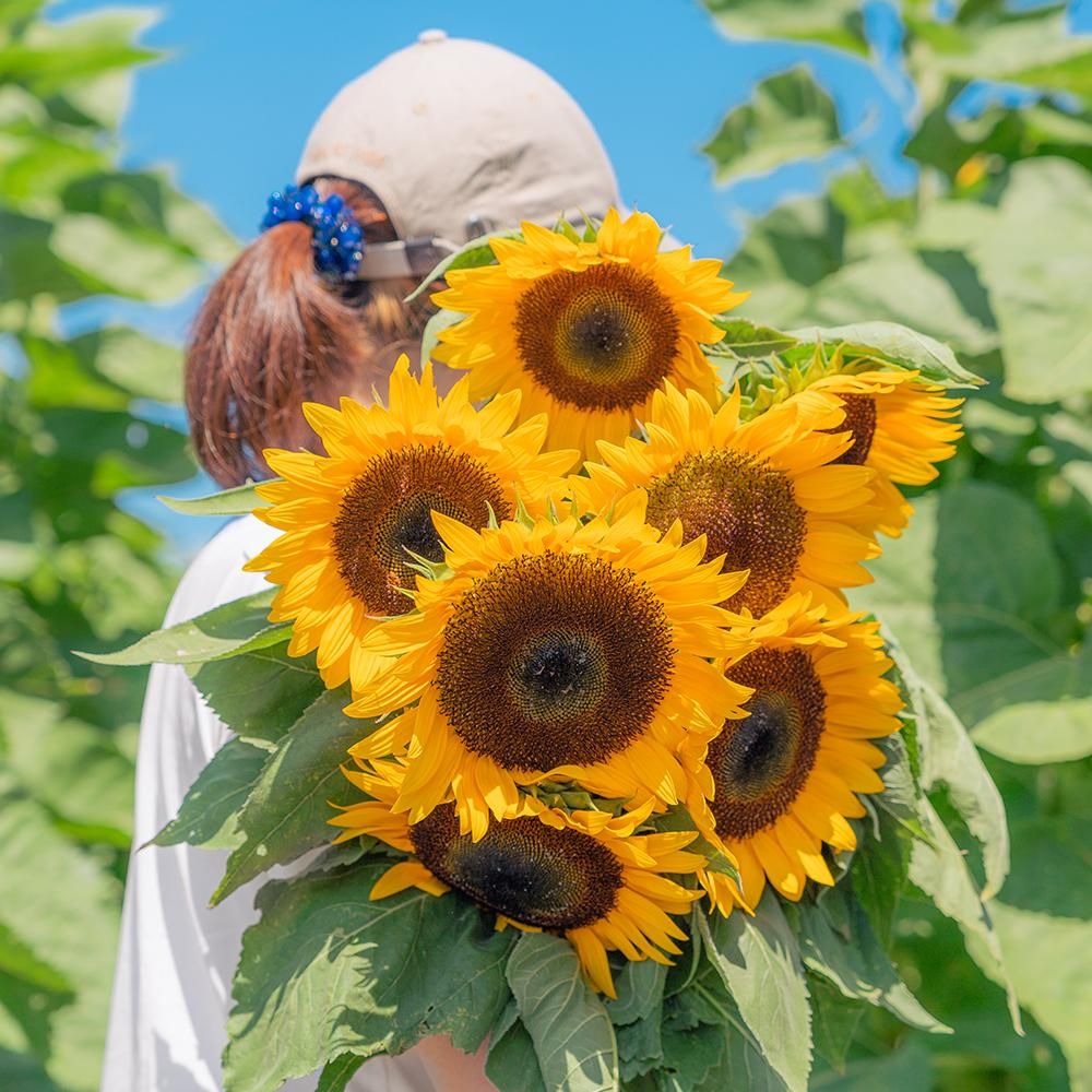 お花の種】ひまわり☆向日葵 プロカットホワイトナイト 種子 約