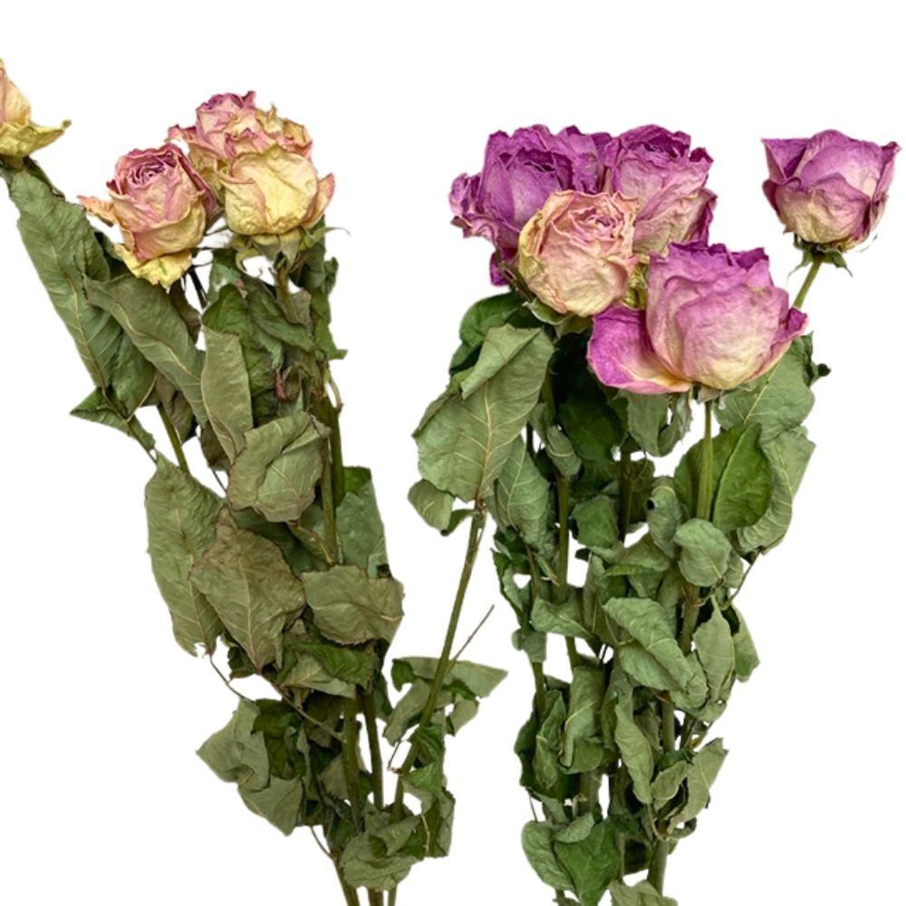 ばらのみさま専用 user_30c7888b」 切り花品種バラ苗 Par