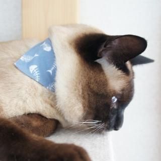 猫首輪 猫用品の専門店 Necotas ネコタス