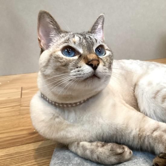 猫首輪]ギンガムチェック アースカラー セーフティ首輪 - 猫首輪