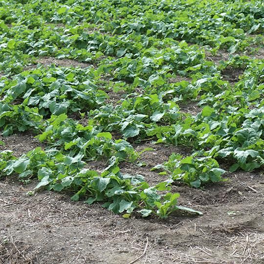 未来につながる菜種畑