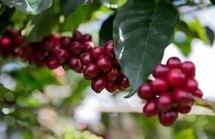 ӥ ե쥹ʥǥե 200g100g2