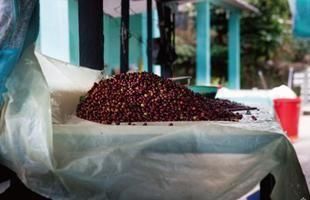 ƥޥ  ե쥹 ʥǥե˥ҡ 400g100g4