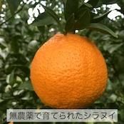 ̥