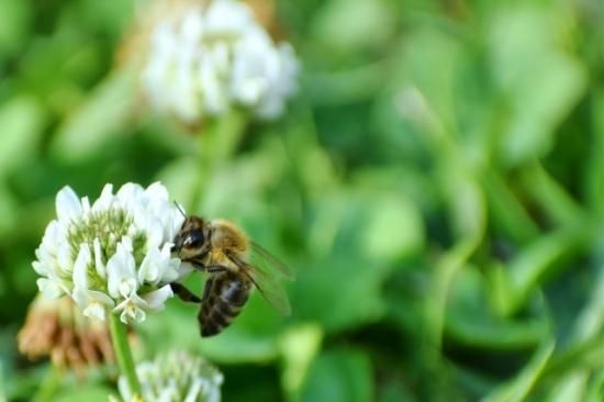 Tiny Bee Japanese Honey 小値賀島産はちみつ ニホンミツバチ Tiny Bee 近藤隆二郎 近藤陽子 常温発送 冷蔵可 小値賀島のうまいもの しまうまショップです