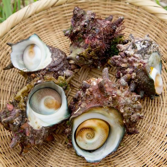 大きい つぼ焼き 刺身に 小値賀島産 天然活さざえ １kg 小値賀町担い手公社 小値賀島のうまいもの しまうまショップです