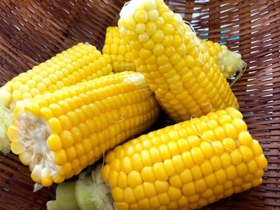 期間限定 とうもろこし 3本セット 農薬不使用 小値賀島産 冷蔵発送 小値賀島のうまいもの しまうまショップです 期間限定 とうもろこし 3本セット 農薬不使用 小値賀島産 冷蔵発送 小値賀島のうまいもの しまうまショップです