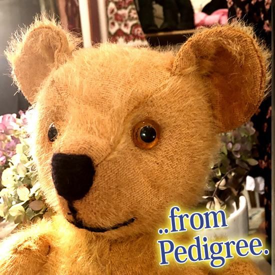 にに 様❤️レアな大きめペディグリーベア❤️アンティークベア　テディベア　ビンテージ イギリス1950年代 ＊ ” ペディグリー・ソフト & トイズ