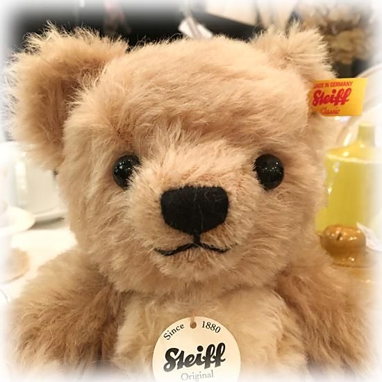 2018年生まれ・黄タグ ＊「 パディ ＊ Paddy 」＊ リアル