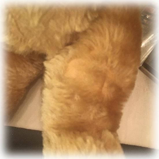 ホリデー♪オルゴール付 モヘア テディベア♡首を回しながら