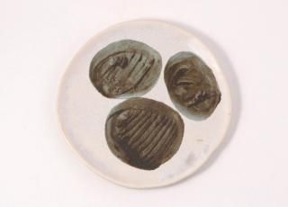 <img class='new_mark_img1' src='https://img.shop-pro.jp/img/new/icons7.gif' style='border:none;display:inline;margin:0px;padding:0px;width:auto;' />WEBŸ6 դaþϤ