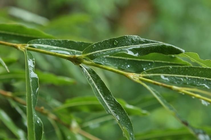 韓国　柳行李　李朝　伝統工芸品　かご　小 韓国 柳行李 李朝 伝統工芸品 かご 小